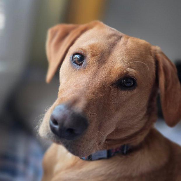 pet sitting service Chipping Campden