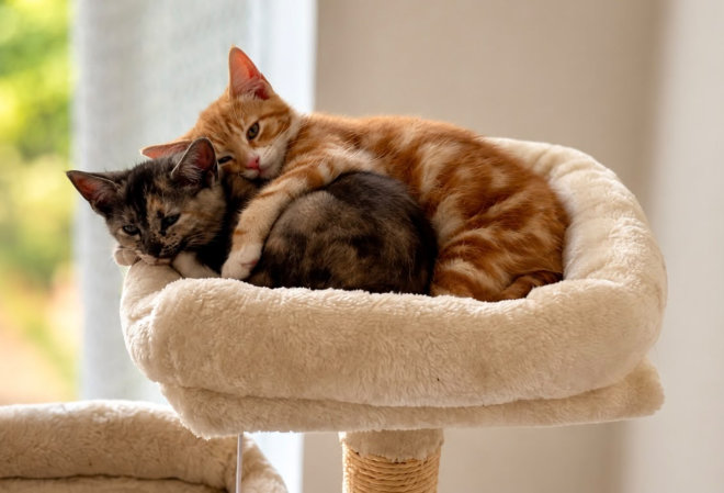 cat sitting