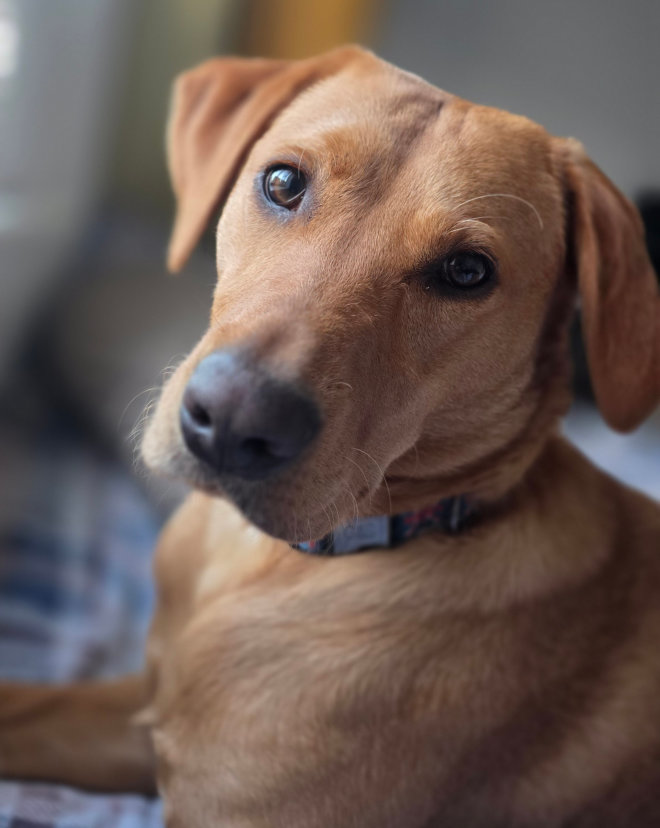 dog walking sitting service